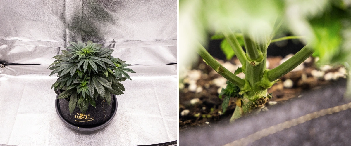 Granddaddy Purple Auto cannabisplante i uge 4, med en kompakt mørkegrøn krone, stærk stængeludvikling og de første hvide pistiller, når blomstringen begynder.