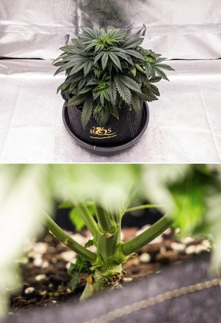 Granddaddy Purple Auto cannabisplante i uge 4, med en kompakt mørkegrøn krone, stærk stængeludvikling og de første hvide pistiller, når blomstringen begynder.