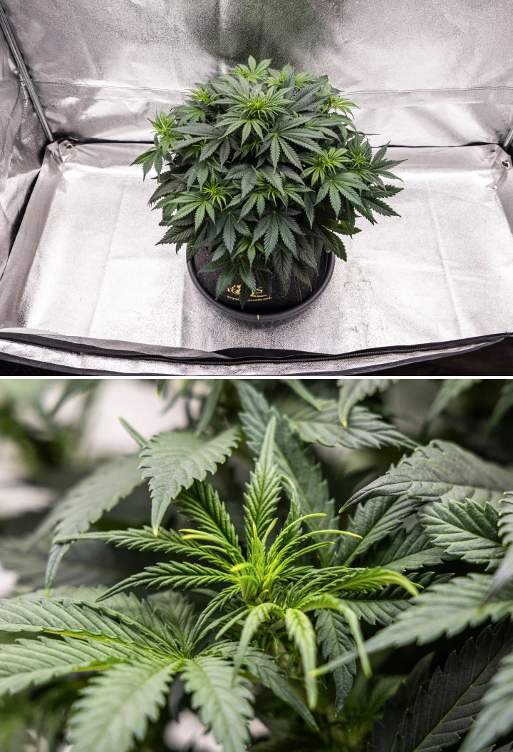 Granddaddy Purple Auto cannabisplante i uge 5, med begyndende blomstring, tæt mørkegrønt løv, udviklende blomstersteder og ny blomstervækst langs grenene.
