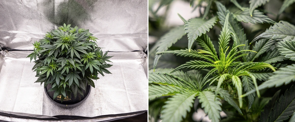 Granddaddy Purple Auto cannabisplante i uge 5, med begyndende blomstring, tæt mørkegrønt løv, udviklende blomstersteder og ny blomstervækst langs grenene.
