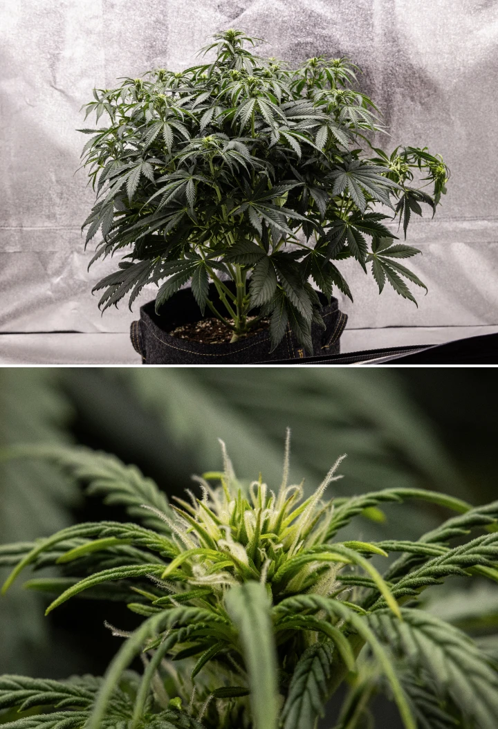 Granddaddy Purple Auto cannabisplante i uge 6, med en tæt mørkegrøn blomstrende krone, busket grenstruktur, tidlige hvide pistiller og sund bududvikling.