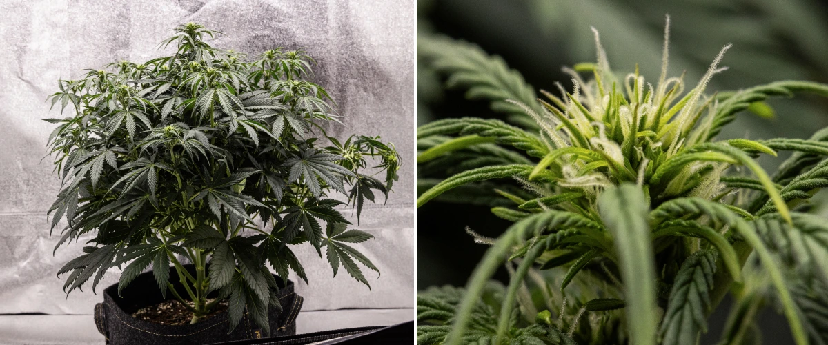 Granddaddy Purple Auto cannabisplante i uge 6, med en tæt mørkegrøn blomstrende krone, busket grenstruktur, tidlige hvide pistiller og sund bududvikling.