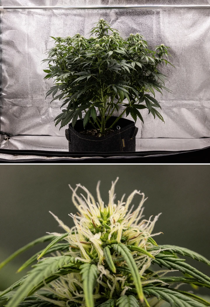 Granddaddy Purple Auto cannabisplante i uge 7, med en kompakt busket struktur, sund blomstrende vækst, buds der fyldes ud og let gulning af de nederste blade, mens blomstringen fortsætter.
