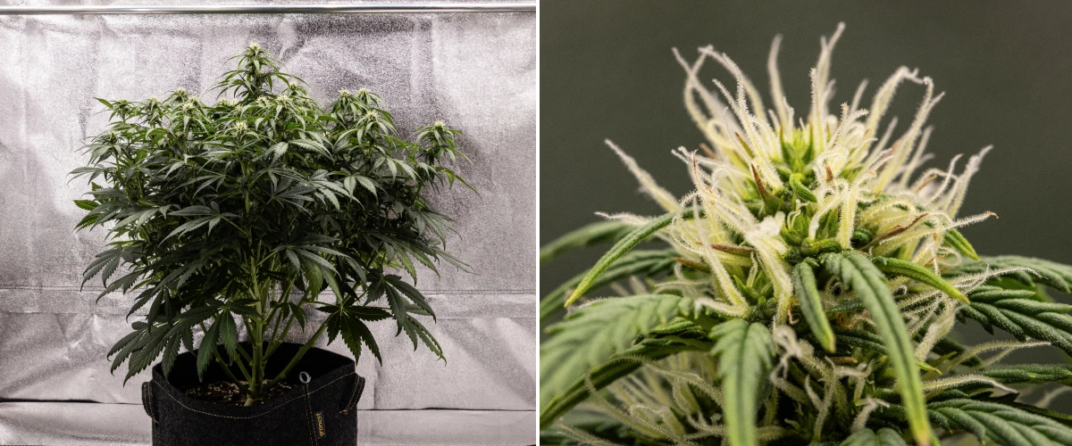 Granddaddy Purple Auto cannabisplante i uge 7, med en kompakt busket struktur, sund blomstrende vækst, buds der fyldes ud og let gulning af de nederste blade, mens blomstringen fortsætter.