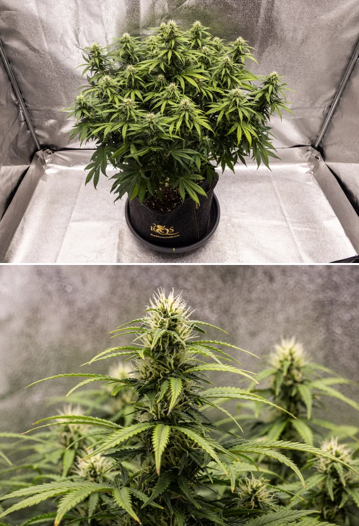 Granddaddy Purple Auto cannabisplante i uge 8, med solid bududvikling, kompakt fyldig krone, sundt grønt løv og tykke blomstrende colas fire uger inde i blomstringen.