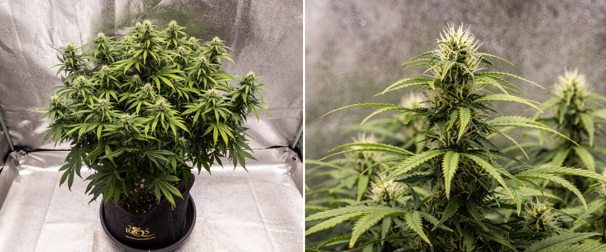 Granddaddy Purple Auto cannabisplante i uge 8, med solid bududvikling, kompakt fyldig krone, sundt grønt løv og tykke blomstrende colas fire uger inde i blomstringen.