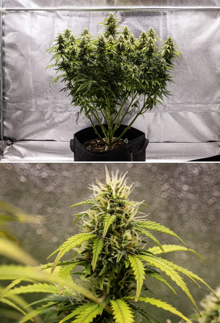 Granddaddy Purple Auto cannabisplante i uge 9, med faste trikomrige buds, buketlignende blomstrende grene, lysere grønne blade og glitrende colas, der nærmer sig modenhed.