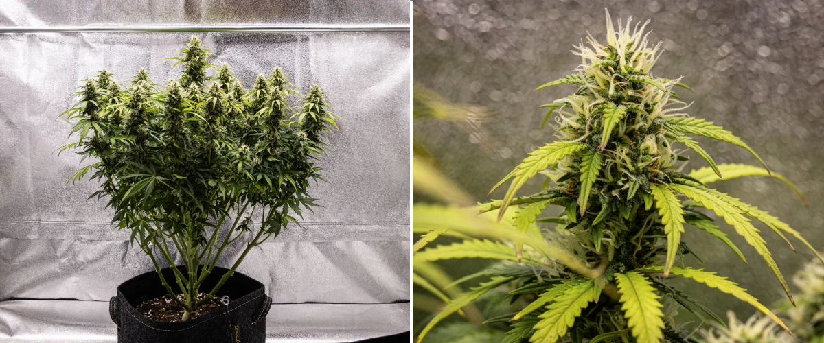 Granddaddy Purple Auto cannabisplante i uge 9, med faste trikomrige buds, buketlignende blomstrende grene, lysere grønne blade og glitrende colas, der nærmer sig modenhed.