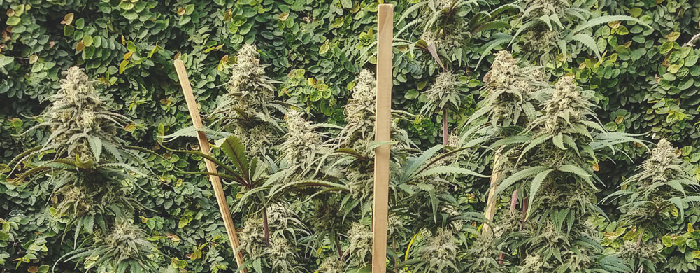 Green Crack Punch