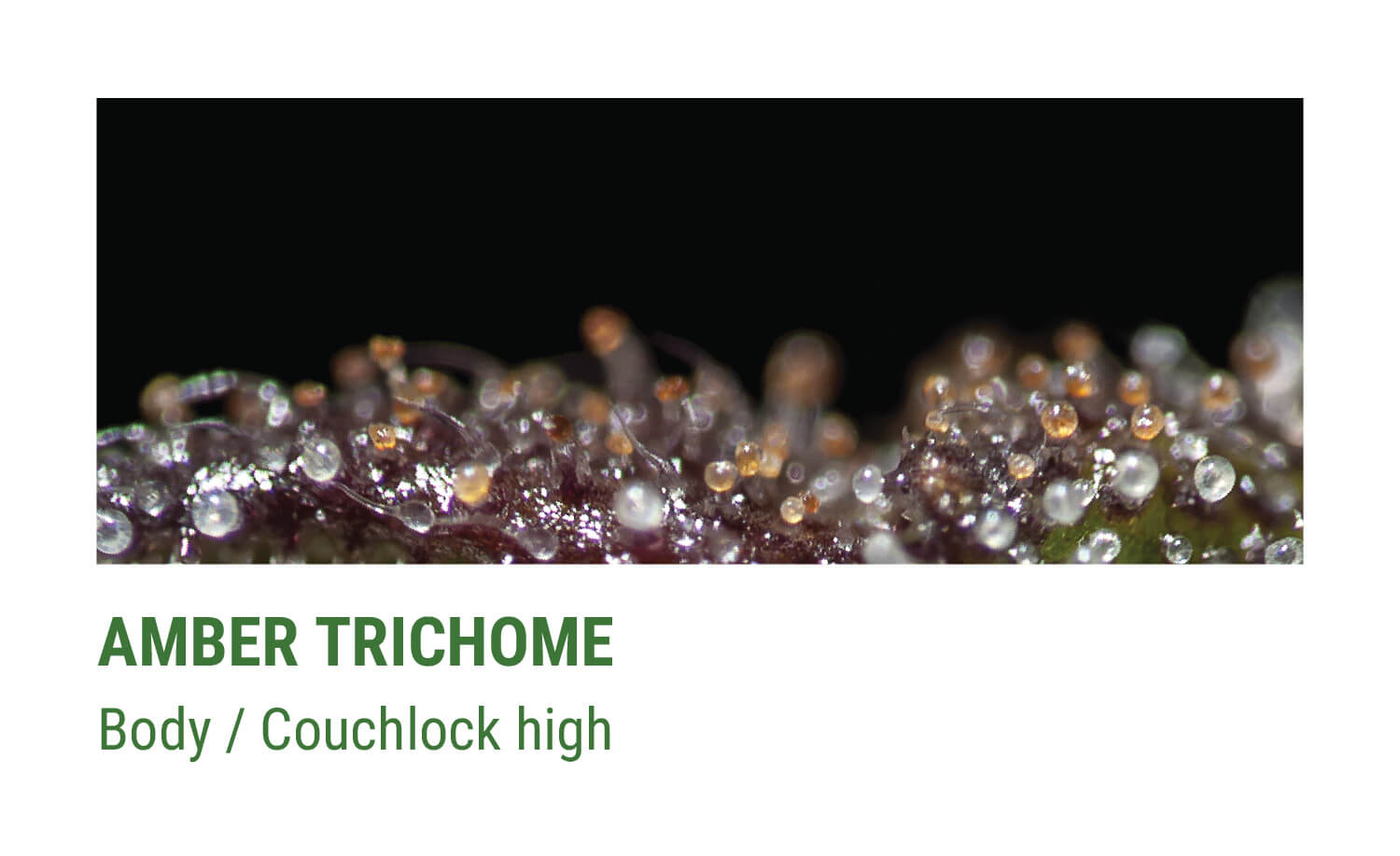 AMBER TRICHOMES