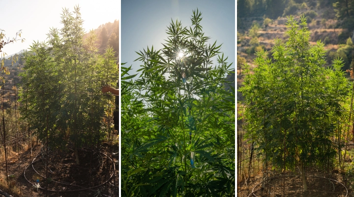 Høst af F1-hybrider: cannabisplanter udendørs F1-hybridcannabisplanter, der vokser udendørs i sollys, med høje stængler, tæt grønt løv, kraftig forgrening og et støttenet.