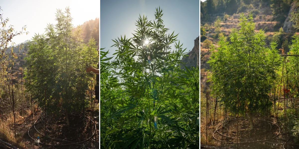 Høst af F1-hybrider: cannabisplanter udendørs F1-hybridcannabisplanter, der vokser udendørs i sollys, med høje stængler, tæt grønt løv, kraftig forgrening og et støttenet.