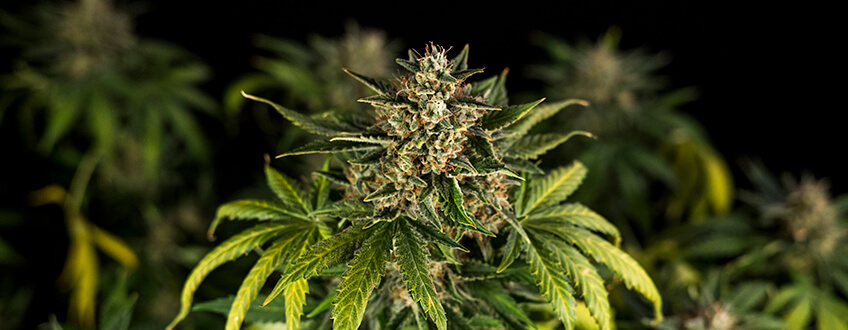 Hvad er automatisk blomstrende cannabisfrø?