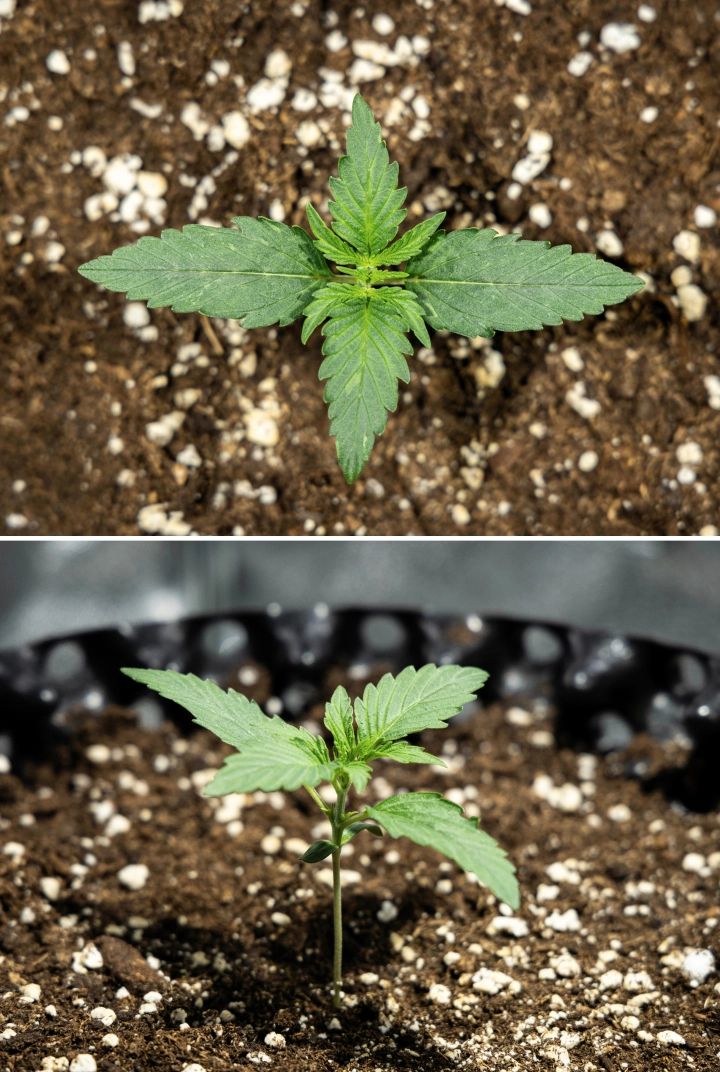 Hyperion F1 cannabisfrøplante i uge 1 af grow reporten, med tidlig vegetativ vækst, sunde grønne blade, udvikling af en stærk stængel og perlit-rig jord.