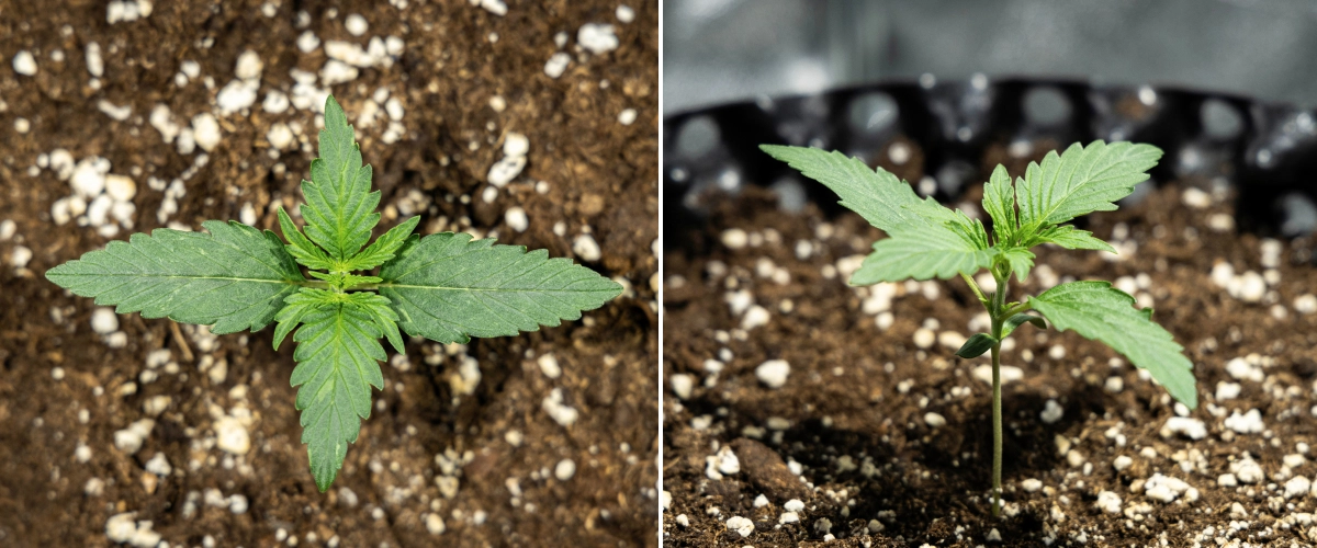 Hyperion F1 cannabisfrøplante i uge 1 af grow reporten, med tidlig vegetativ vækst, sunde grønne blade, udvikling af en stærk stængel og perlit-rig jord.
