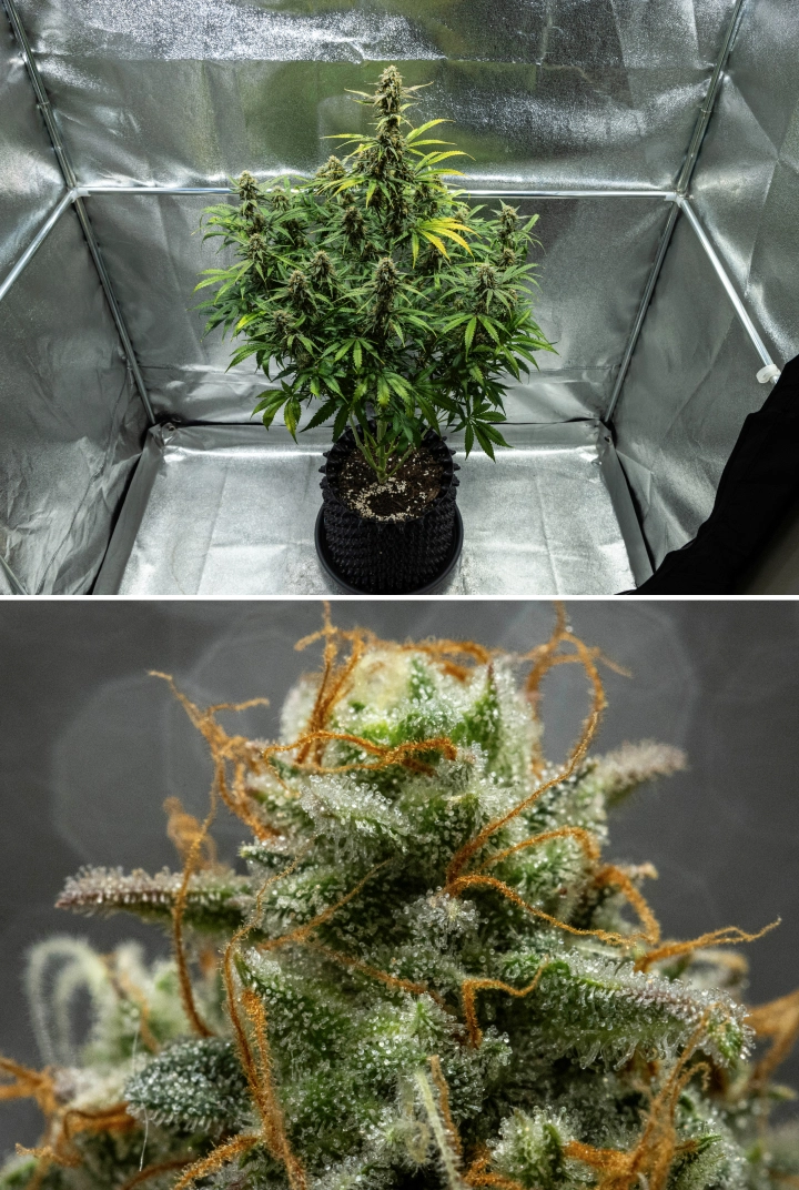 Hyperion F1 cannabisplante i uge 10 af grow reporten, med høstklare harpiksholdige buds, frostklar trikomedækning, orange pistiller, falmende blade og endelig modning i et dyrkningstelt.