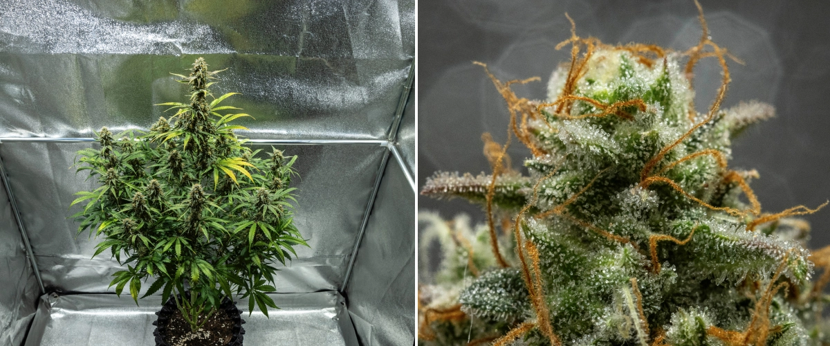 Hyperion F1 cannabisplante i uge 10 af grow reporten, med høstklare harpiksholdige buds, frostklar trikomedækning, orange pistiller, falmende blade og endelig modning i et dyrkningstelt.