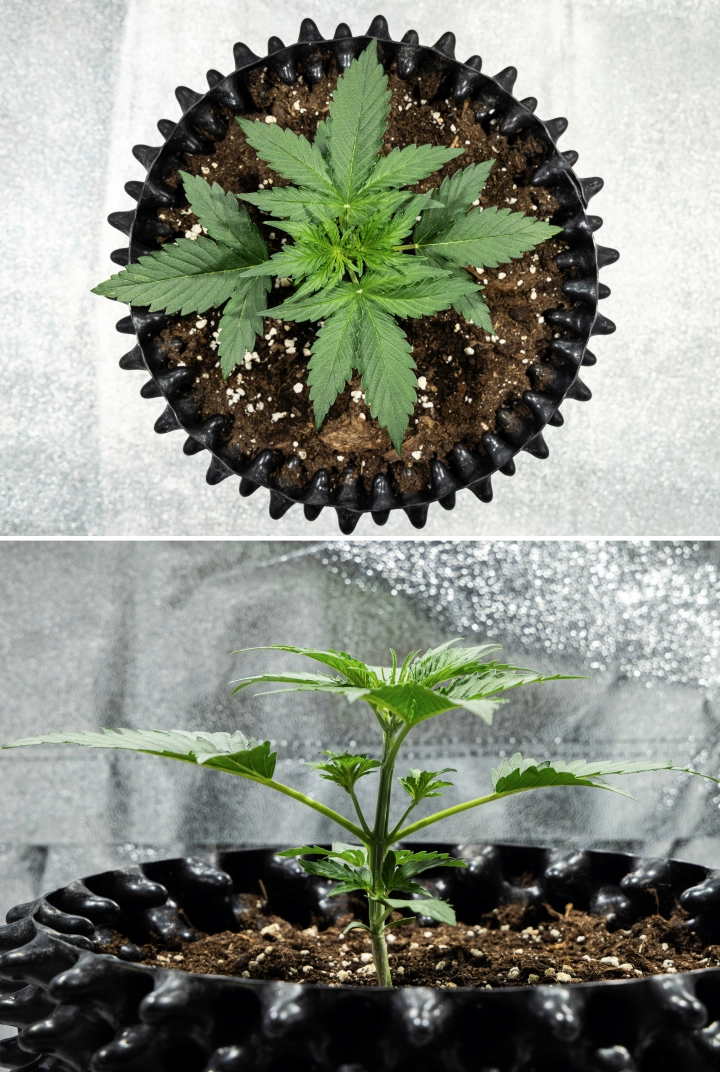 Hyperion F1 cannabisplante i uge 2 af grow reporten, med hurtig vegetativ vækst, sundt grønt løv, udviklende grene, en stærk stængelstruktur og en sort air pot.