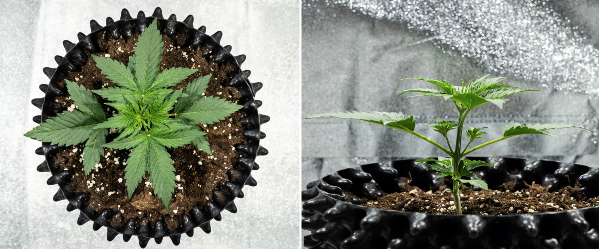 Hyperion F1 cannabisplante i uge 2 af grow reporten, med hurtig vegetativ vækst, sundt grønt løv, udviklende grene, en stærk stængelstruktur og en sort air pot.