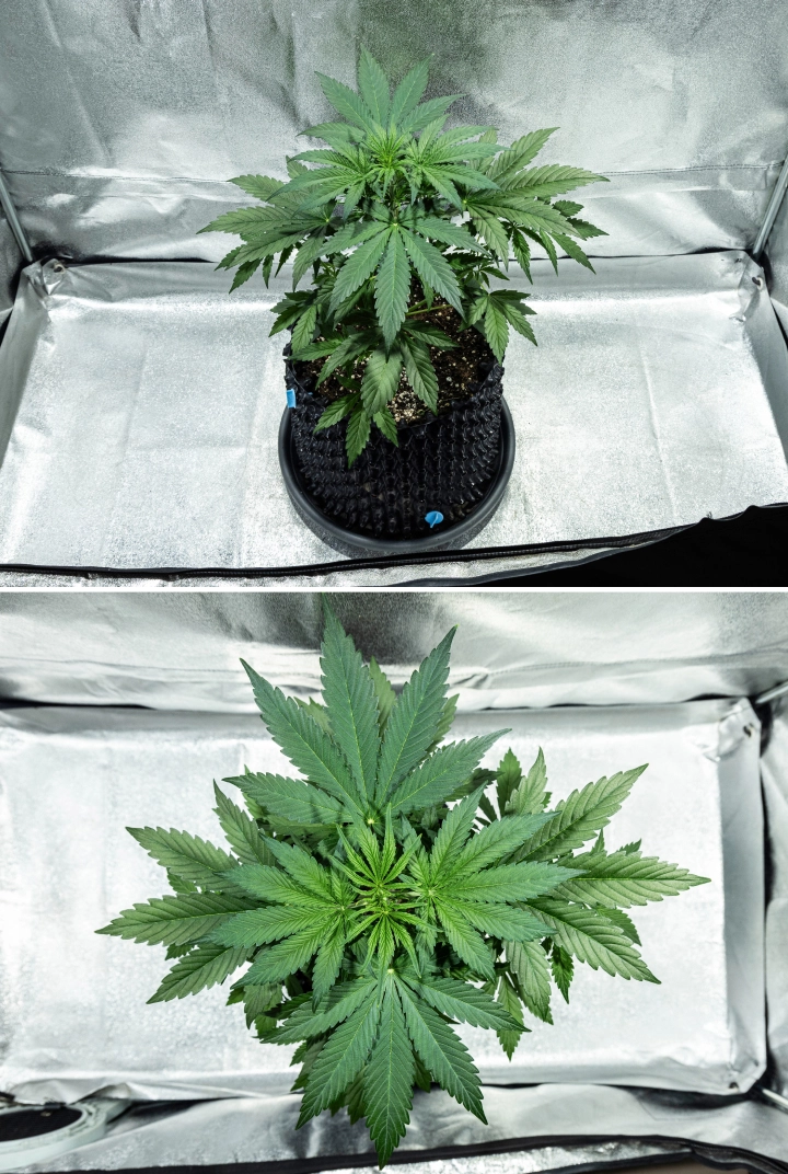 Hyperion F1 cannabisplante i uge 3 af grow reporten, med kraftig vegetativ vækst, tæt grønt løv, stærk forgrening, brede vifteblade og en sund canopy i et dyrkningstelt.