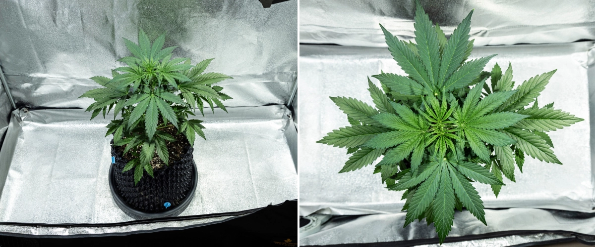 Hyperion F1 cannabisplante i uge 3 af grow reporten, med kraftig vegetativ vækst, tæt grønt løv, stærk forgrening, brede vifteblade og en sund canopy i et dyrkningstelt.