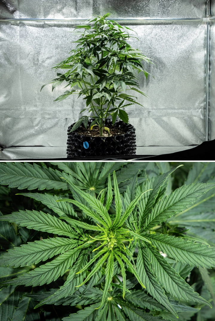 Hyperion F1 cannabisplante i uge 4 af grow reporten, med tidlig blomstringsvækst, kraftig lodret stretch, sundt grønt løv, udviklende blomstringssteder og en kraftig struktur i et dyrkningstelt.