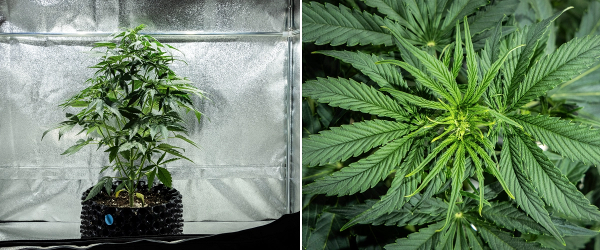 Hyperion F1 cannabisplante i uge 4 af grow reporten, med tidlig blomstringsvækst, kraftig lodret stretch, sundt grønt løv, udviklende blomstringssteder og en kraftig struktur i et dyrkningstelt.