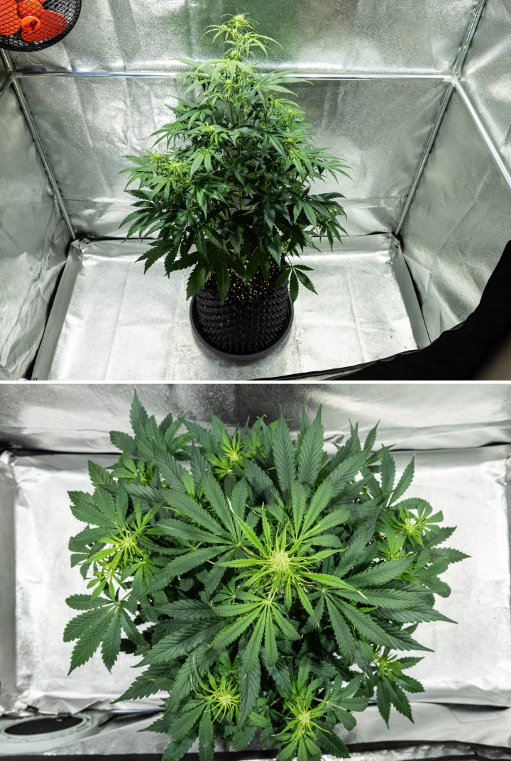 Hyperion F1 cannabisplante i uge 5 af grow reporten, med kraftig blomstringsstretch, tæt grønt løv, flere udviklende blomstringssteder, livlig forgrening og en fuld canopy i et dyrkningstelt.