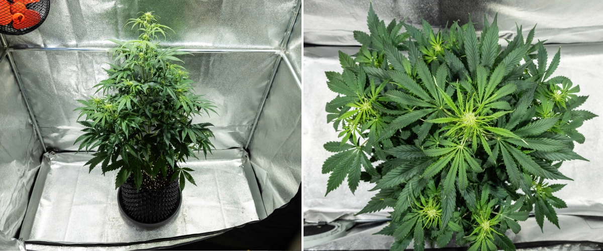 Hyperion F1 cannabisplante i uge 5 af grow reporten, med kraftig blomstringsstretch, tæt grønt løv, flere udviklende blomstringssteder, livlig forgrening og en fuld canopy i et dyrkningstelt.