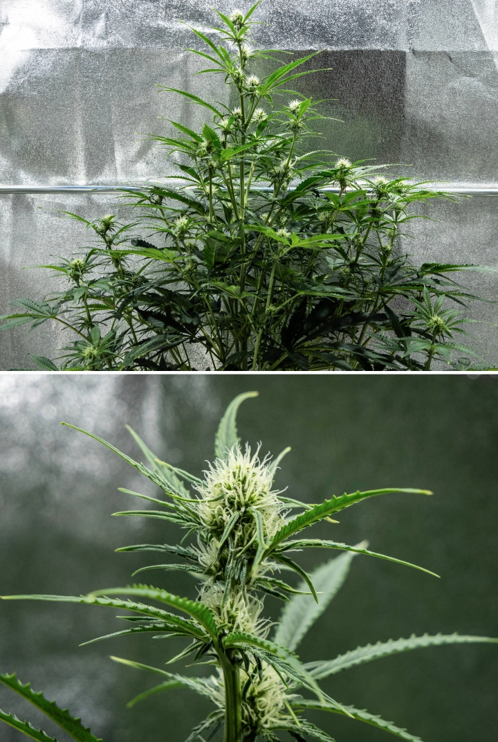 Hyperion F1 cannabisplante i uge 6 af grow reporten, med høj blomstrende vækst, udvikling af harpiksholdige buds, friske hvide pistiller, stærk forgrening og sundt grønt løv i et dyrkningstelt.