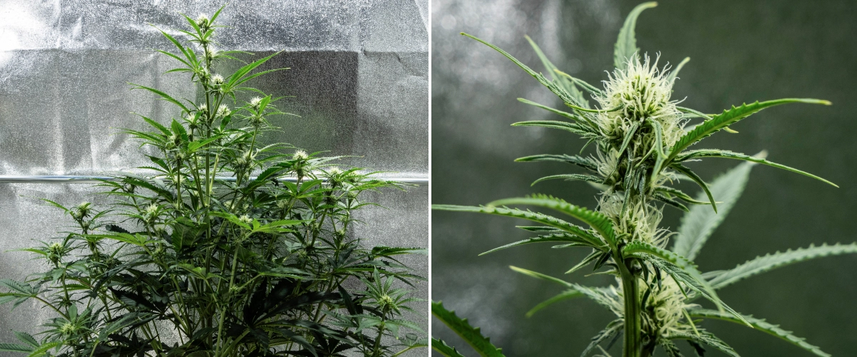 Hyperion F1 cannabisplante i uge 6 af grow reporten, med høj blomstrende vækst, udvikling af harpiksholdige buds, friske hvide pistiller, stærk forgrening og sundt grønt løv i et dyrkningstelt.