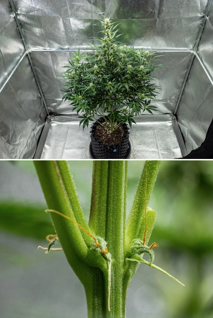 Hyperion F1 cannabisplante i uge 7 af grow reporten, med høj blomstrende vækst, udviklende harpiksholdige buds, tidlige orange pistiller, stærke stængler og synlige symptomer på CalMag-mangel i et dyrkningstelt.
