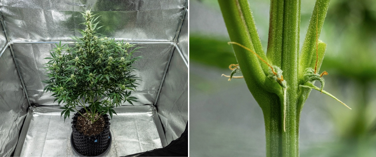 Hyperion F1 cannabisplante i uge 7 af grow reporten, med høj blomstrende vækst, udviklende harpiksholdige buds, tidlige orange pistiller, stærke stængler og synlige symptomer på CalMag-mangel i et dyrkningstelt.