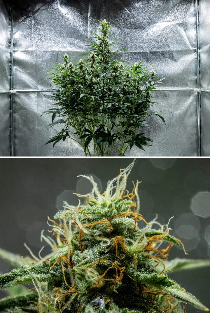 Hyperion F1 cannabisplante i uge 8 af grow reporten, med klæbrige harpiksholdige buds, frostklar trikomedækning, orange og hvide pistiller, høje blomstrende colas og sen blomstringsudvikling i et dyrkningstelt.