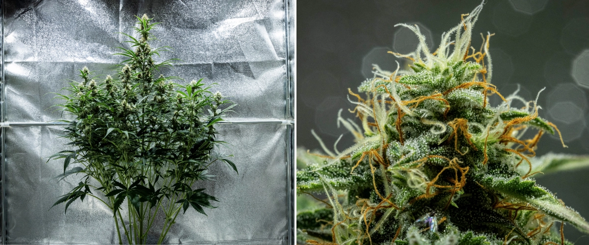 Hyperion F1 cannabisplante i uge 8 af grow reporten, med klæbrige harpiksholdige buds, frostklar trikomedækning, orange og hvide pistiller, høje blomstrende colas og sen blomstringsudvikling i et dyrkningstelt.