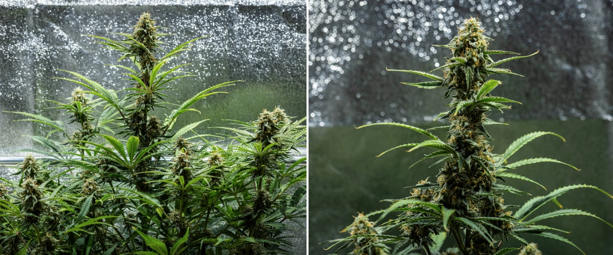 Hyperion F1 cannabisplante i uge 9 af grow reporten, med modne blomstrende colas, harpiksholdige buds, orange pistiller, falmende blade og endelig modning i et dyrkningstelt.