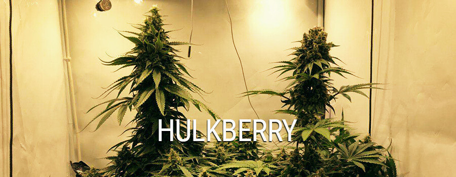 Hulkberry Hulkberry