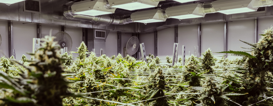medical cannabis crop growing