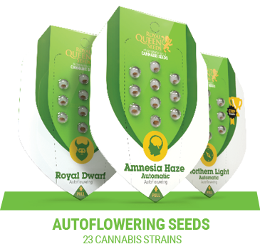 autoflowering cannabis seeds