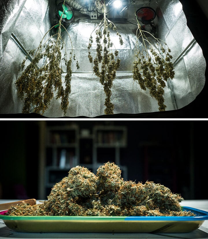 Mimosa Auto cannabis knopper tørrer i et refleksivt vækstlokale efter høst, der viser optimale tørreforhold for maksimal terpene bevaring og styrke.