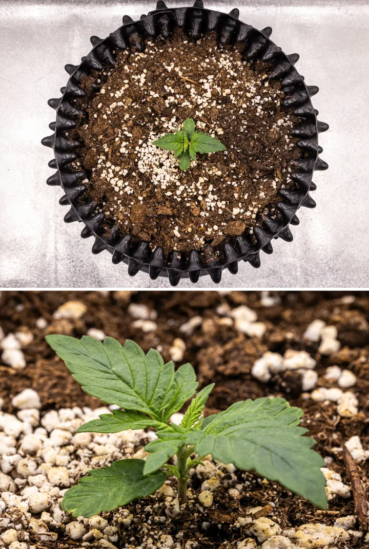 NYC Sour Diesel Auto cannabisplante i uge 1 af vegetativ vækst med kompakte, sunde blade, tidlig forgrening og langsom, men stabil udvikling under LED-lys