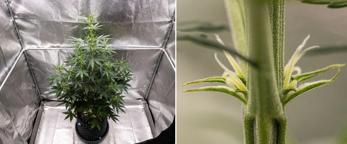 NYC Sour Diesel Auto cannabisplante i uge 4 af blomstringen, omkring 97 cm høj, med kraftig strækning, høj og åben struktur, større afstand i toppen og tidlige blomstersteder under LED-lys