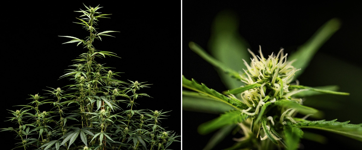 NYC Sour Diesel Auto cannabisplante i uge 5 af blomstringen, omkring 120 cm høj, med fortsat strækning, voksende blomstersteder over hele kronen og stabil blomsterdannelse uden for dyrkningsteltet