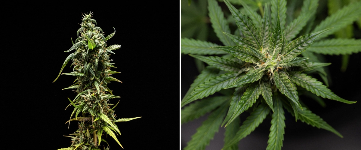 NYC Sour Diesel Auto cannabisplante i uge 8 af blomstringen med mælkehvide trikomer, kompakte aromatiske blomster, kraftig harpiksproduktion og en lidt mindre moden topcola tæt på høst