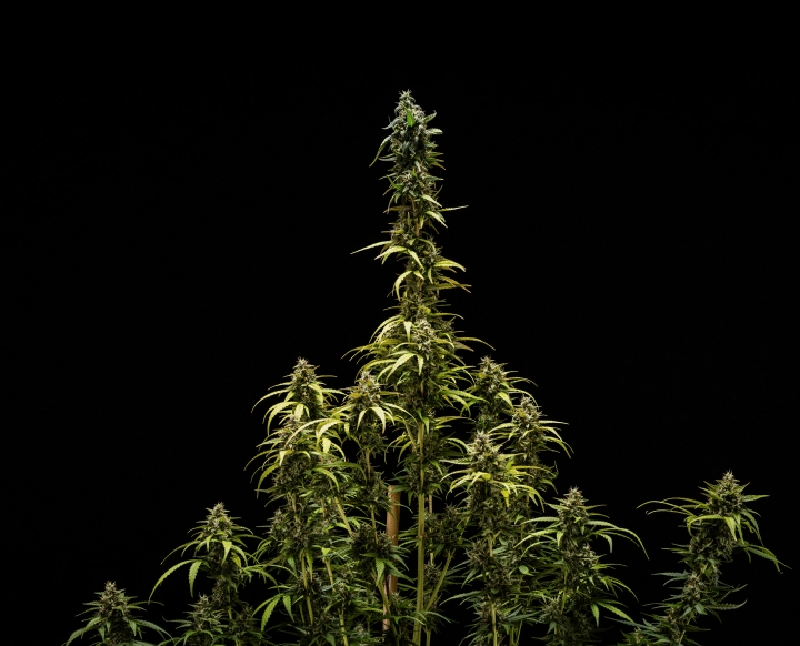 Slutresultater for NYC Sour Diesel Auto