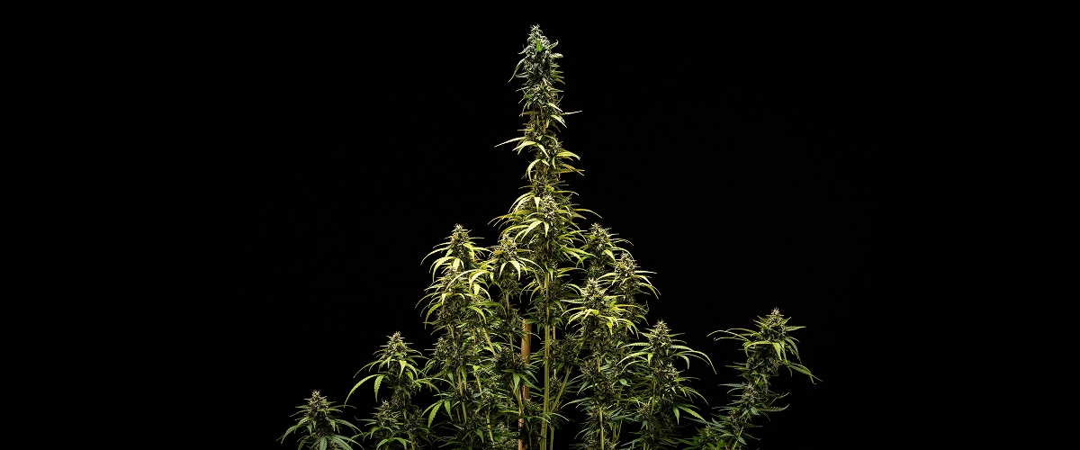 Slutresultater for NYC Sour Diesel Auto