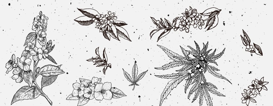 Terpener i cannabis