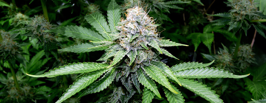 OG Kush