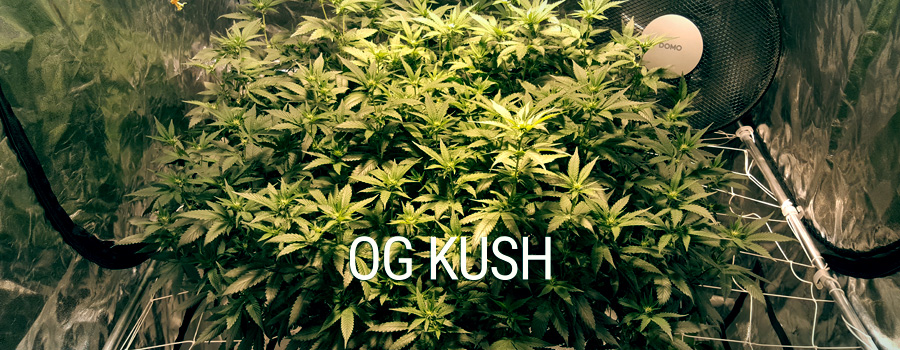 Og Kush Royal Queen Seeds Training SCROG