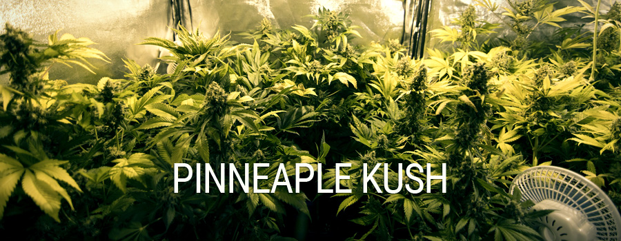 Pineapple Kush Royal Queen Seeds indoor growing
